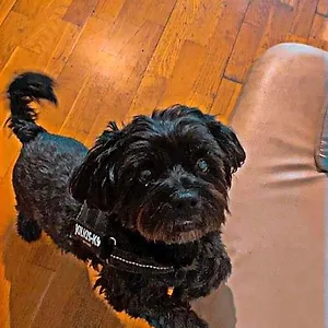 Black Dog Budapest
